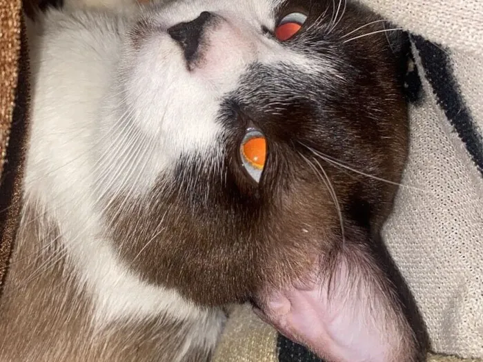 Gato raça Siamês idade 2 a 6 meses nome Luy 