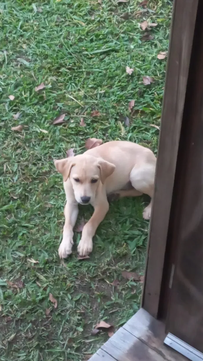Cachorro raça SRD-ViraLata idade 2 a 6 meses nome Cadela