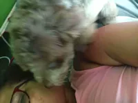 Cachorro raça Poodle idade 4 anos nome Aysha chocolate lupi pandora marsha