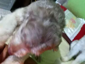Cachorro raça Poodle idade 3 anos nome CChocolates colate 