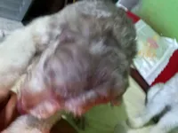 Cachorro raça Poodle idade 3 anos nome CChocolates colate 