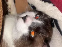 Gato raça Siamês idade 2 a 6 meses nome Luy 