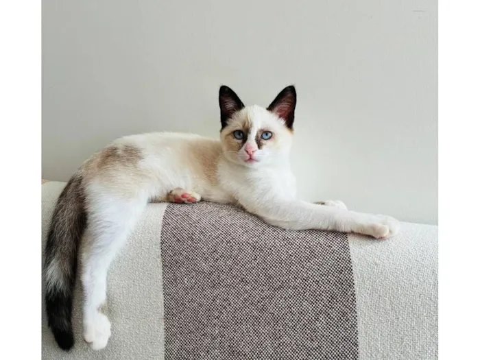 Gato raça SRD-ViraLata idade 2 a 6 meses nome Rosiane Ribeiro Santos