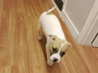 Cachorro raça SRD-ViraLata idade Abaixo de 2 meses nome Bob