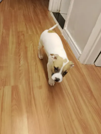 Cachorro raça SRD-ViraLata idade Abaixo de 2 meses nome Bob