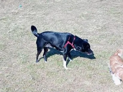 Cachorro raça SRD-ViraLata idade 5 anos nome Preta