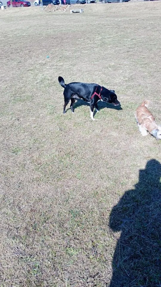 Cachorro raça SRD-ViraLata idade 5 anos nome Preta