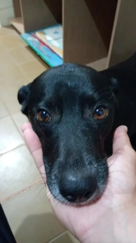 Cachorro raça SRD-ViraLata idade 5 anos nome Preta