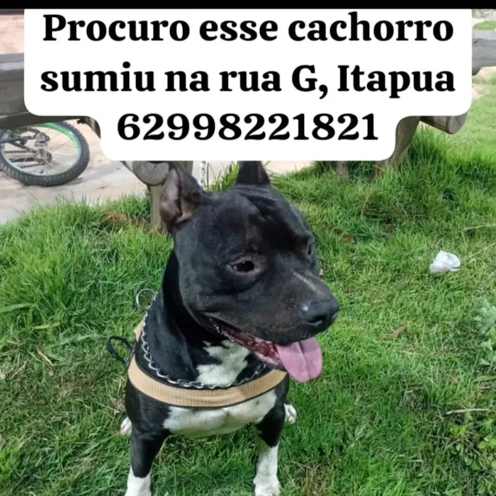 Cachorro raça Pit-Bull idade 4 anos nome Bartolomeu (meu cachorro esta perdido)