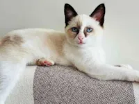 Gato raça SRD-ViraLata idade 2 a 6 meses nome Rosiane Ribeiro Santos