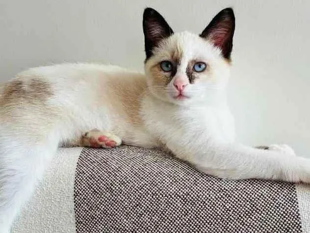 Gato raça SRD-ViraLata idade 2 a 6 meses nome Rosiane Ribeiro Santos