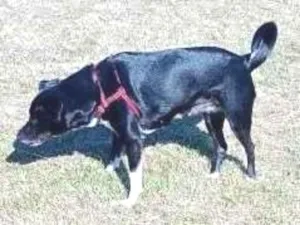 Cachorro raça SRD-ViraLata idade 5 anos nome Preta