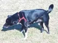 Cachorro raça SRD-ViraLata idade 5 anos nome Preta