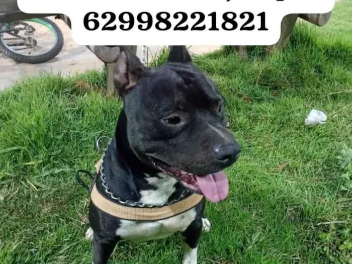 Cachorro raça Pit-Bull idade 4 anos nome Bartolomeu (meu cachorro esta perdido)