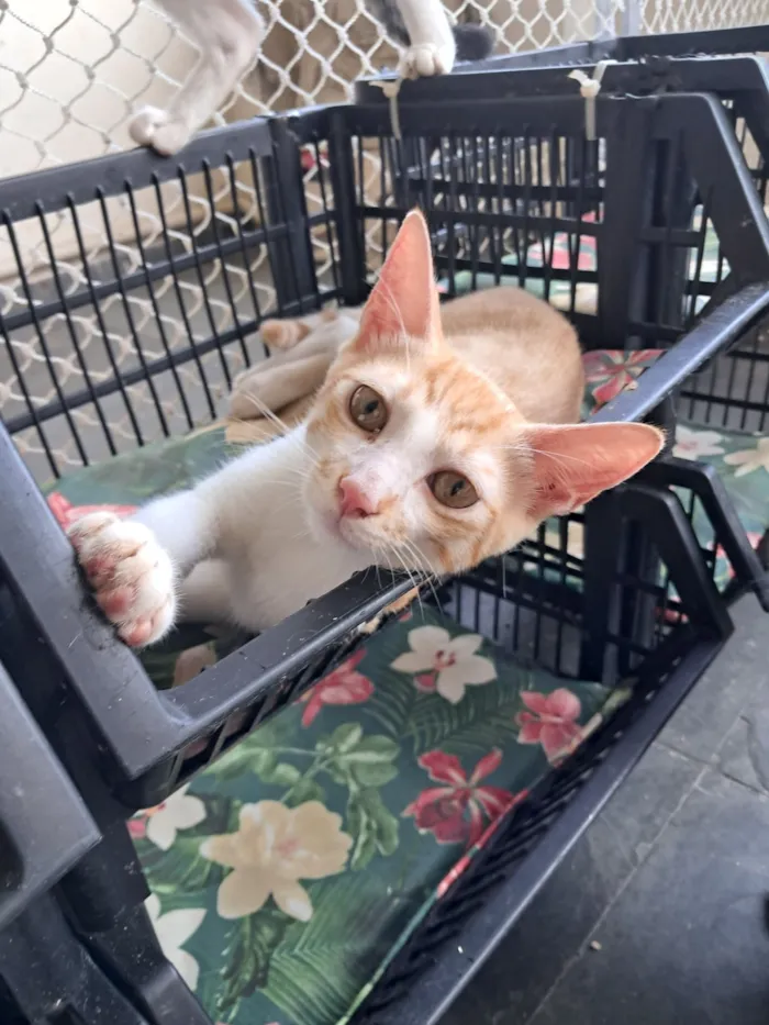 Gato raça SRD-ViraLata idade 2 a 6 meses nome Eliot