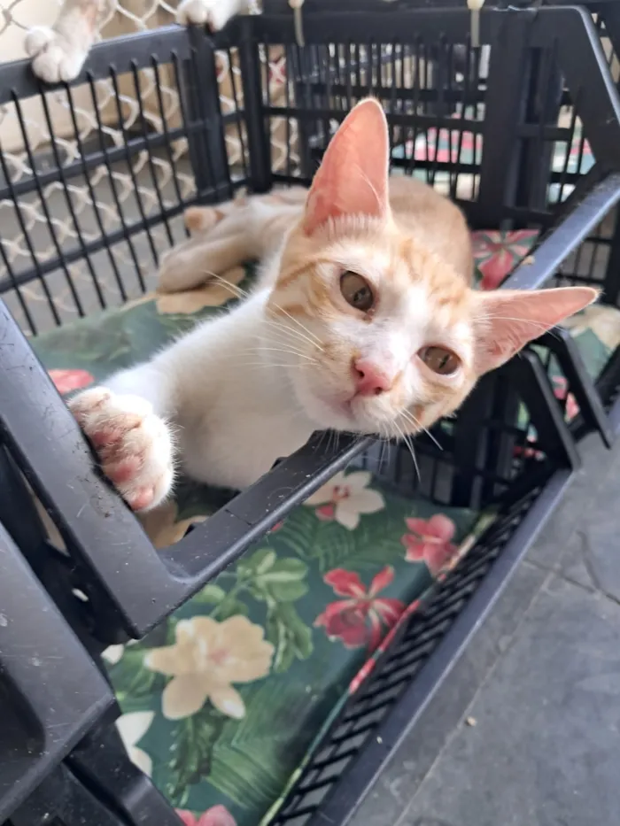 Gato raça SRD-ViraLata idade 2 a 6 meses nome Eliot