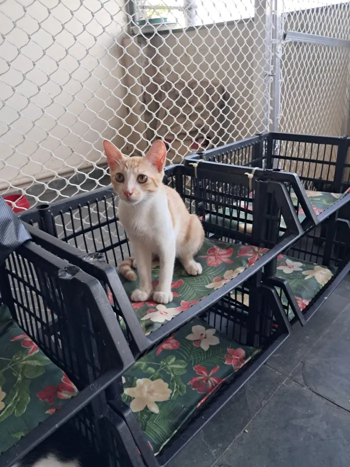 Gato raça SRD-ViraLata idade 2 a 6 meses nome Eliot