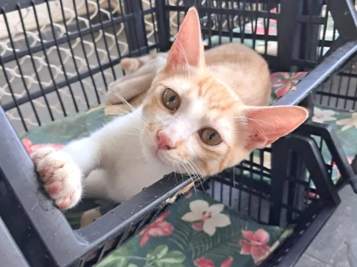 Gato raça SRD-ViraLata idade 2 a 6 meses nome Eliot