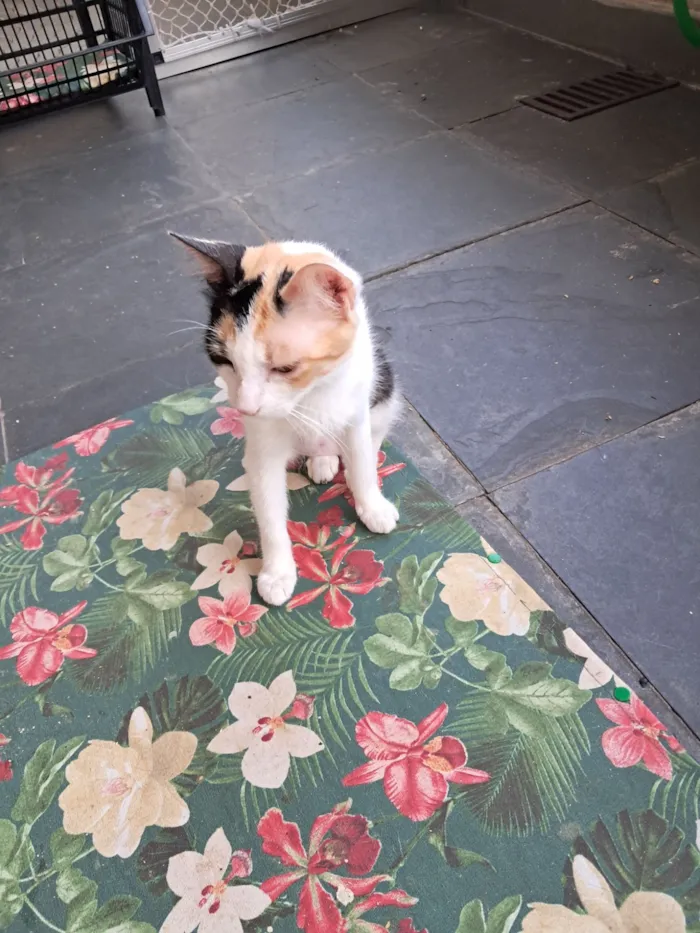 Gato raça SRD-ViraLata idade 1 ano nome Morgana