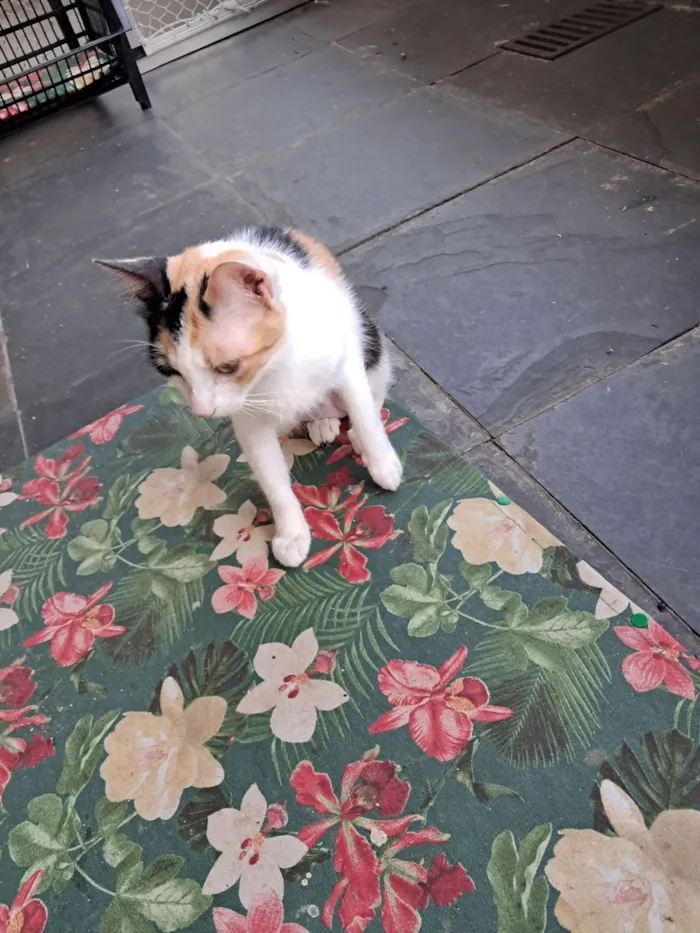 Gato raça SRD-ViraLata idade 1 ano nome Morgana