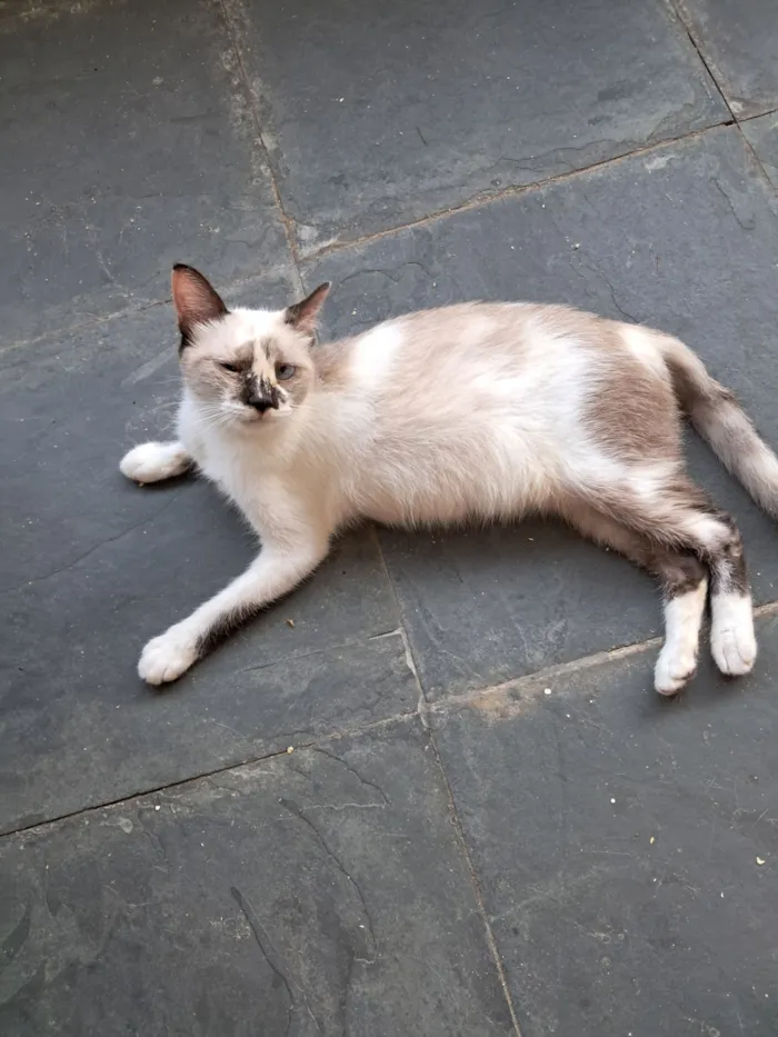 Gato raça SRD-ViraLata idade 1 ano nome Tina