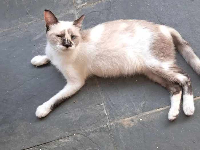 Gato raça SRD-ViraLata idade 1 ano nome Tina