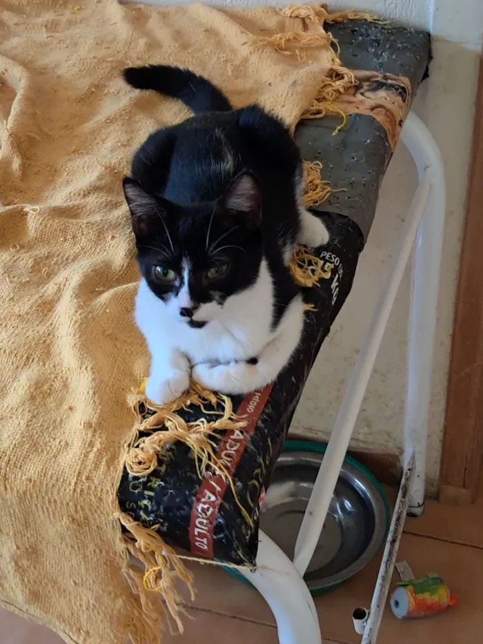 Gato raça SRD-ViraLata idade 2 a 6 meses nome Mona