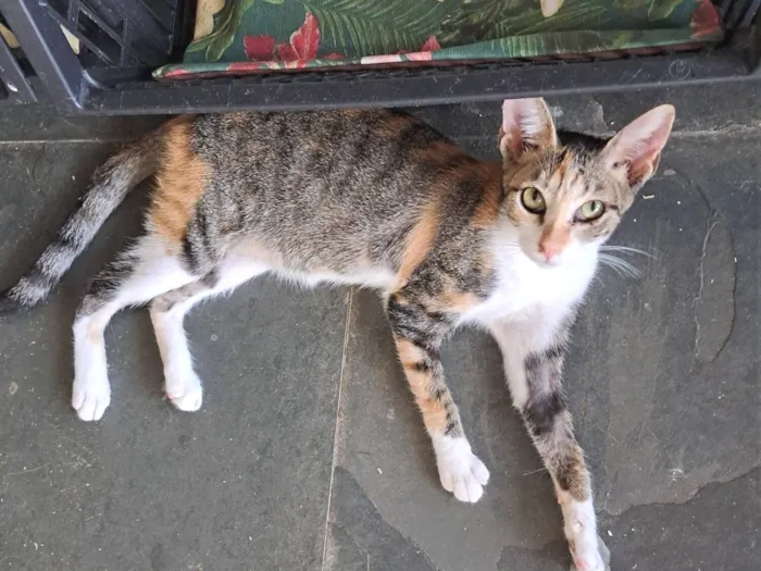 Gato raça SRD-ViraLata idade 2 a 6 meses nome Jolie