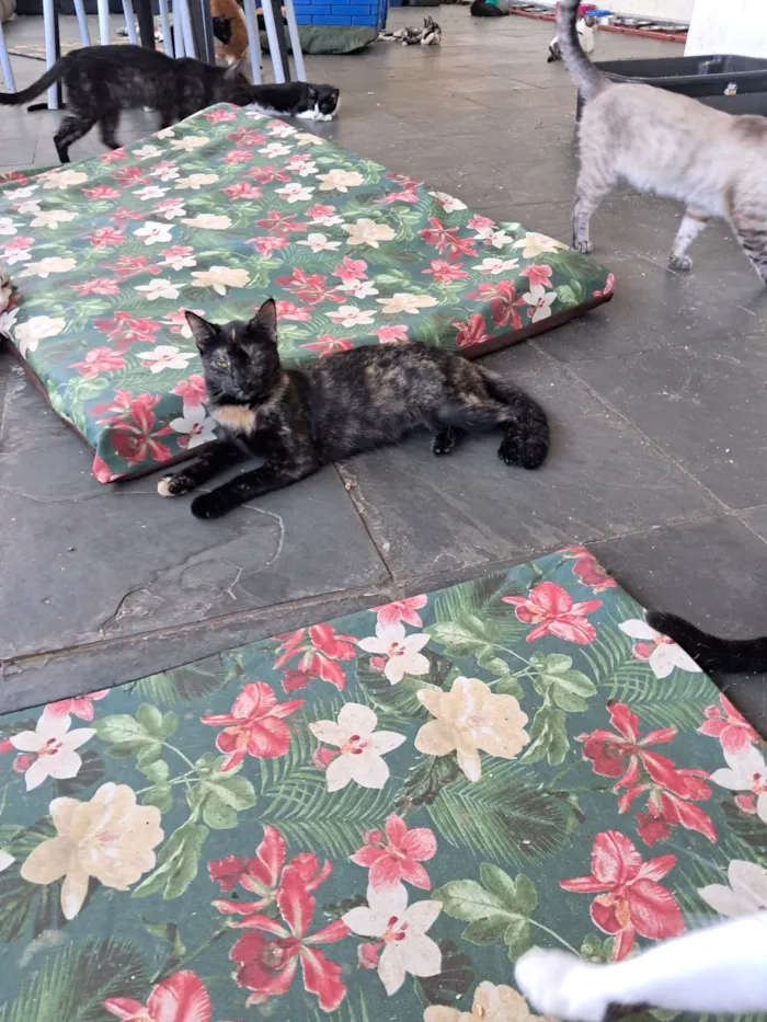 Gato raça SRD-ViraLata idade 7 a 11 meses nome Maya