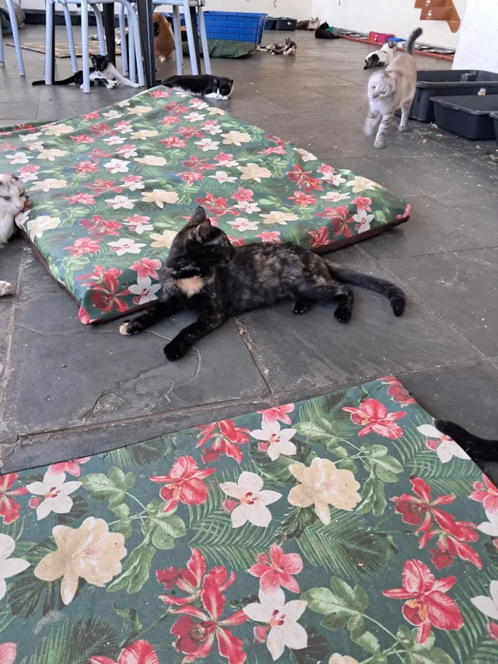 Gato raça SRD-ViraLata idade 7 a 11 meses nome Maya