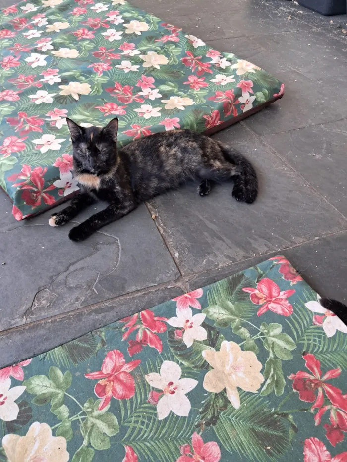 Gato raça SRD-ViraLata idade 7 a 11 meses nome Maya