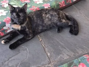 Gato raça SRD-ViraLata idade 7 a 11 meses nome Maya