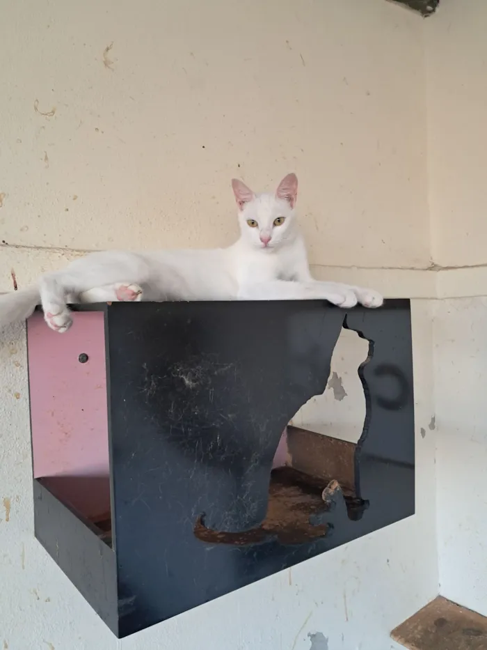 Gato raça SRD-ViraLata idade 7 a 11 meses nome Heitor 