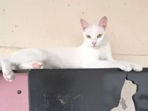 Gato raça SRD-ViraLata idade 7 a 11 meses nome Rony