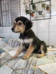 Cachorro raça SRD-ViraLata idade 2 a 6 meses nome Ohana e suas 3 filhotinhas a caramelo acabou de ir embora mais tem mais três 