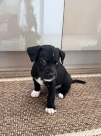 Cachorro raça SRD-ViraLata idade Abaixo de 2 meses nome ainda sem um nome 