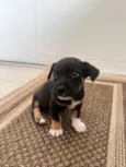 Cachorro raça SRD-ViraLata idade Abaixo de 2 meses nome sem nome 