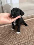 Cachorro raça SRD-ViraLata idade Abaixo de 2 meses nome não tem nome 