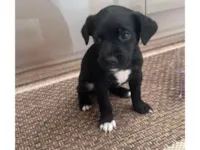 Cachorro raça SRD-ViraLata idade Abaixo de 2 meses nome não tem nome 