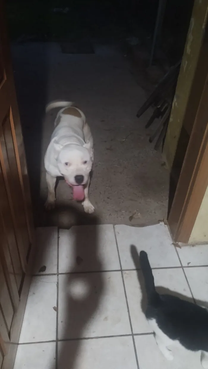 Cachorro raça Pit-Bull idade 2 anos nome Thor