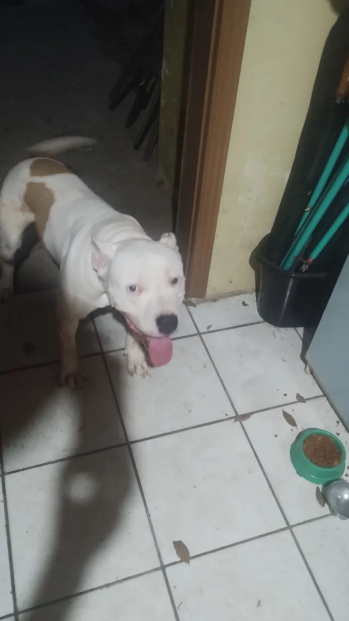 Cachorro raça Pit-Bull idade 2 anos nome Thor