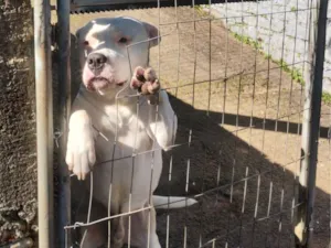 Cachorro raça Pit-Bull idade 2 anos nome Thor