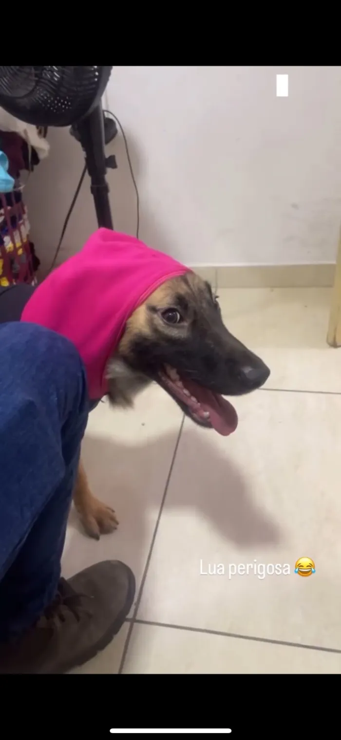 Cachorro raça SRD-ViraLata idade 1 ano nome Lua