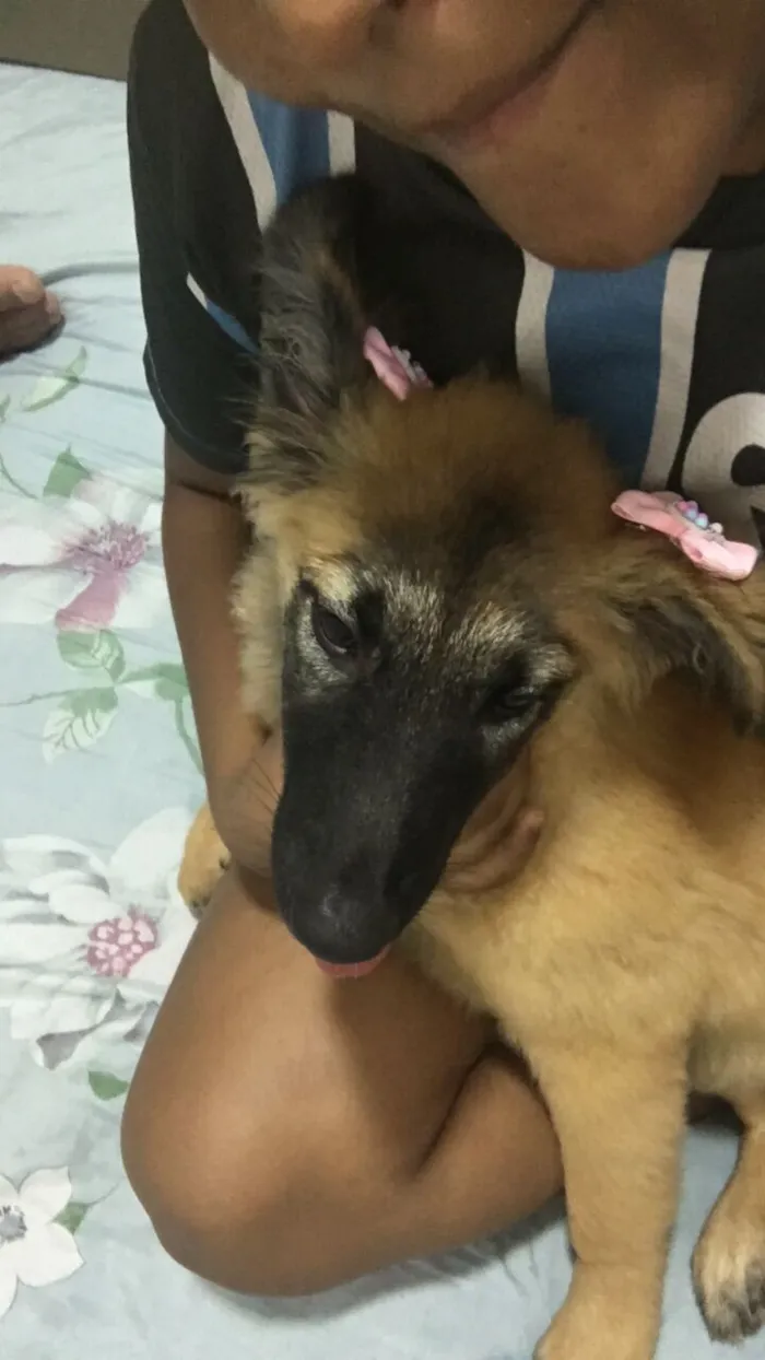 Cachorro raça SRD-ViraLata idade 1 ano nome Lua
