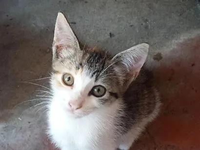 Gato raça SRD-ViraLata idade 2 a 6 meses nome Héstia