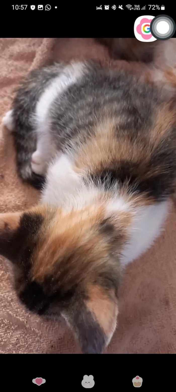 Gato raça SRD-ViraLata idade 2 a 6 meses nome Héstia