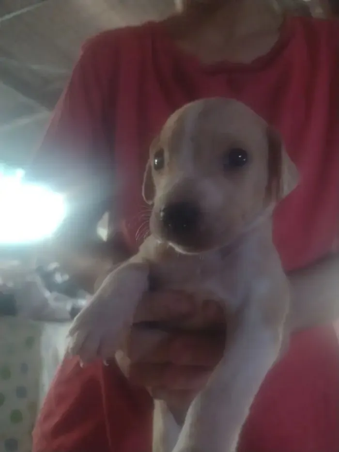 Cachorro raça SRD-ViraLata idade Abaixo de 2 meses nome Caramelo