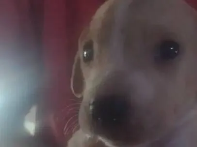 Cachorro raça SRD-ViraLata idade Abaixo de 2 meses nome Caramelo