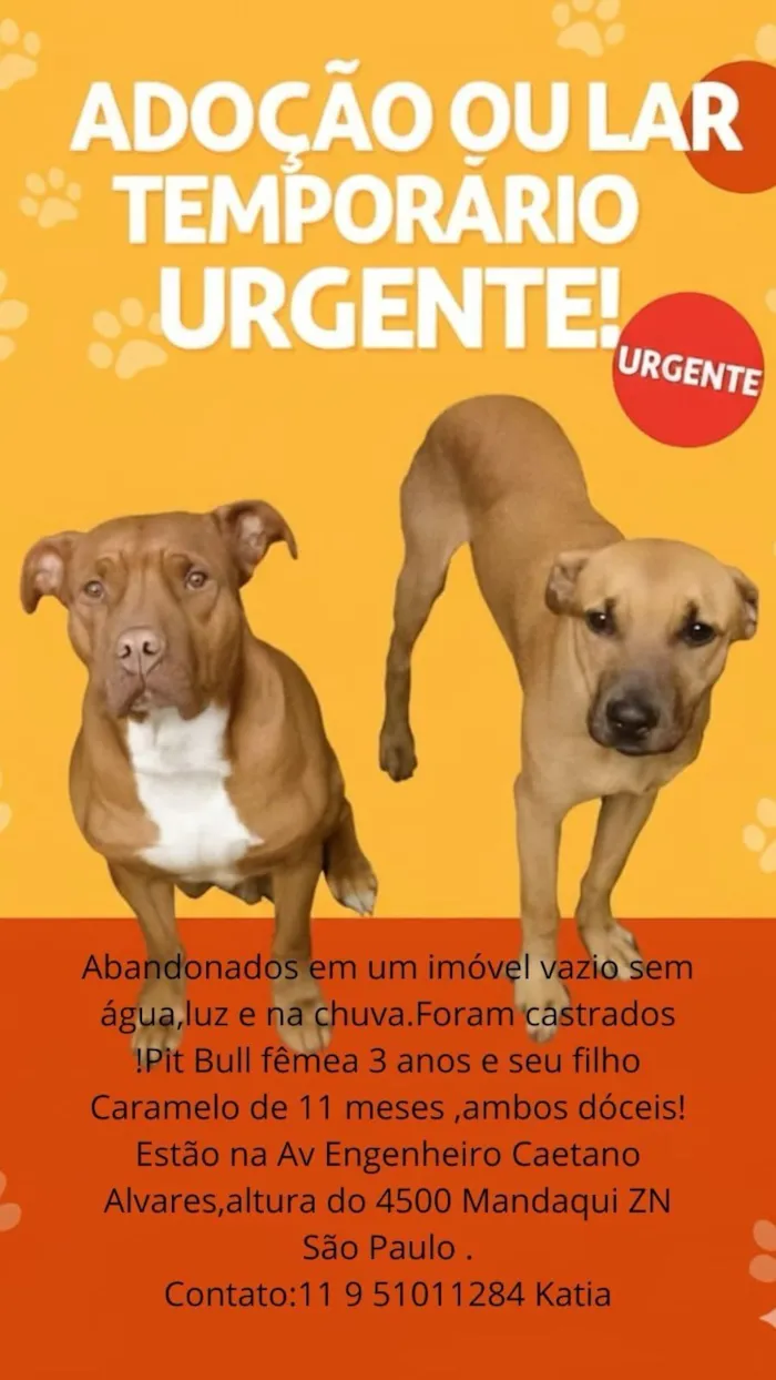 Cachorro raça Pit-Bull idade 2 anos nome Pit