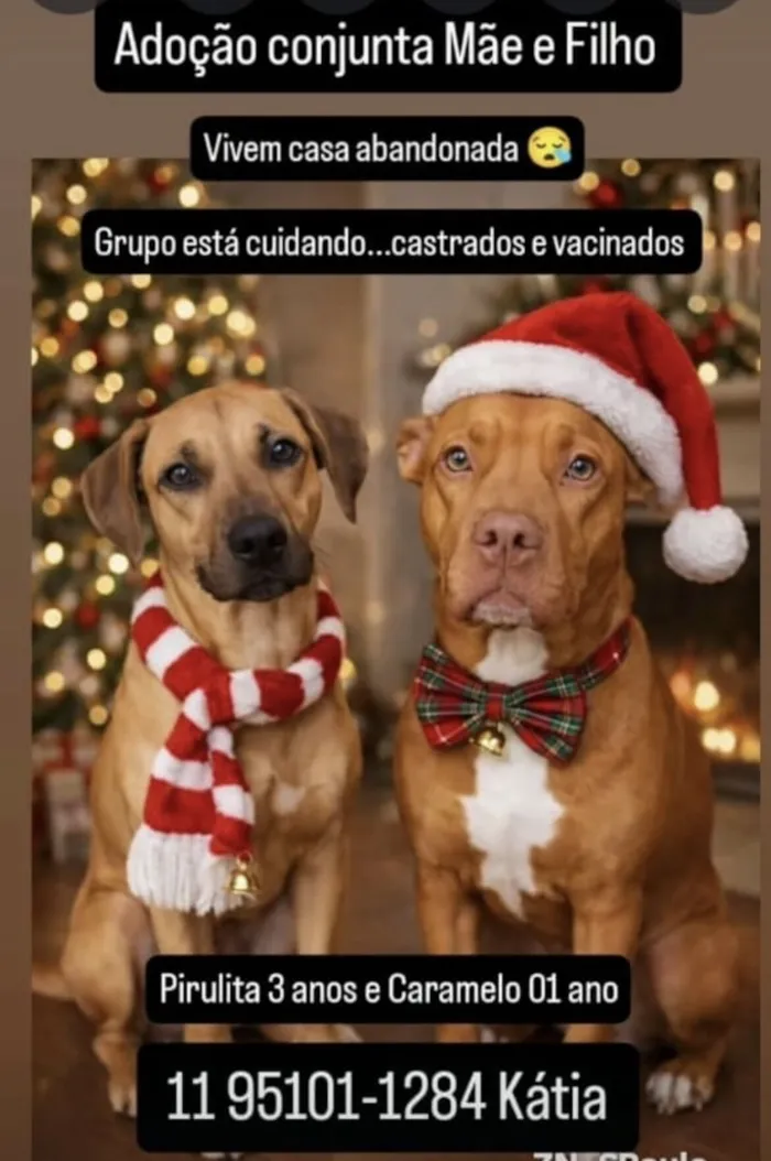 Cachorro raça Pit-Bull idade 2 anos nome Pit